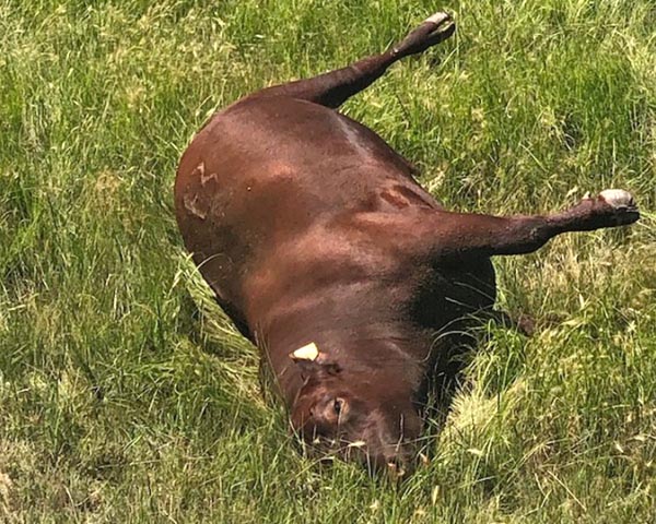 Looking for answers to cause of dead cattle