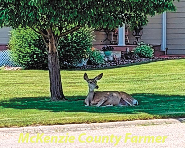 Bow hunting within Watford City begins