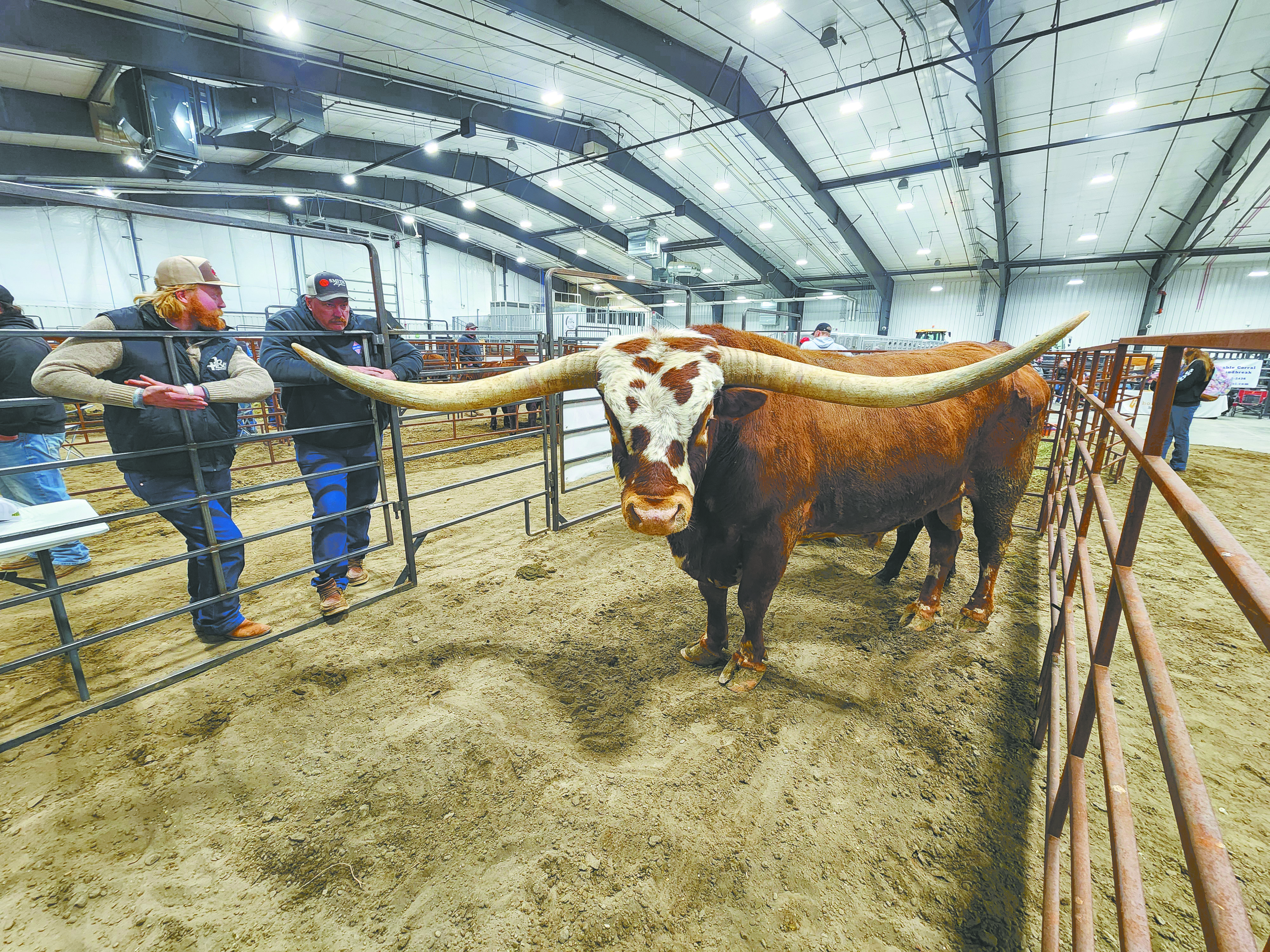 Local ranchers prepare for bull sale season