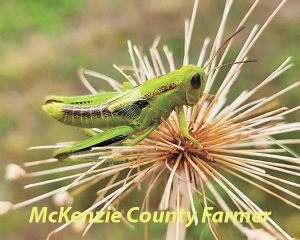 Grasshoppers are nuisance for locals